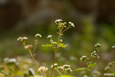CRW_4047.jpg
