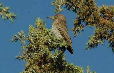 Young Northern Flicker