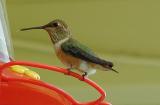 Humming Bird