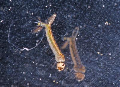 Mosquito Larva Swimming 5961.jpg