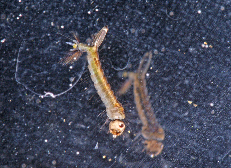 Mosquito Larva Swimming 5961.jpg