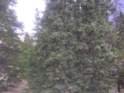 Yukon1070.jpg