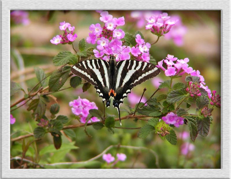 Zebra Swallowtail on Pentas