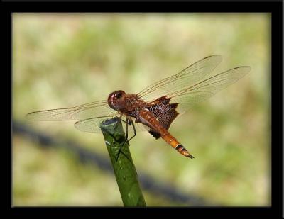 Red Saddlebags Dragonfly bucking a headwind