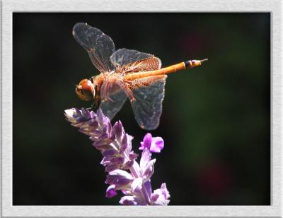 Red Saddlebags Dragonfly feeding