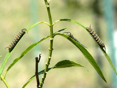 Monarch Caterpillar