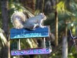 O.K. Birds, Im taking over this feeder!