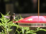 Female Hummer coming in for a landing