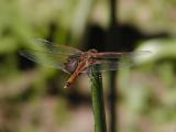 Red Saddlebags Dragonfly holding on