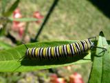 Monarch Caterpillar up close