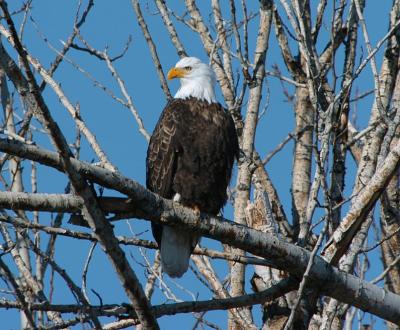 Bald Eagle 0105-1j  Naches River