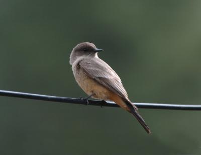 Say's Phoebe 0405-2j  Nile Valley
