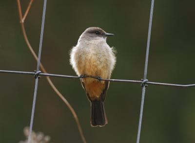 Say's Phoebe 0405-5j  Nile valley