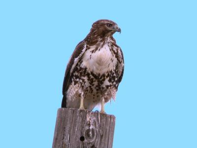 Red-Tailed Hawk 1004-3j2  Marion Drain