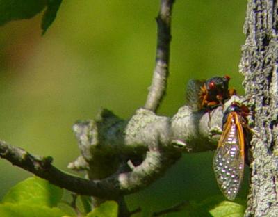 u13/photoops2/medium/38604966.cicadas01.jpg