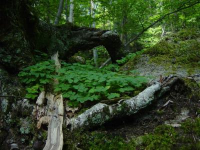 u13/photoops2/medium/38632063.BorealForestFloor.jpg