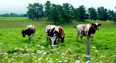NH - Cows in Pasture