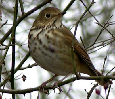 Hermit Thrush (Catharus guttatus)