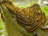 Tent Caterpillars