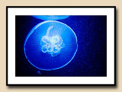Jellyfish in Light
