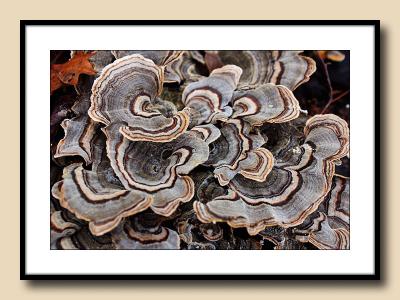 Scalloped Fungus
