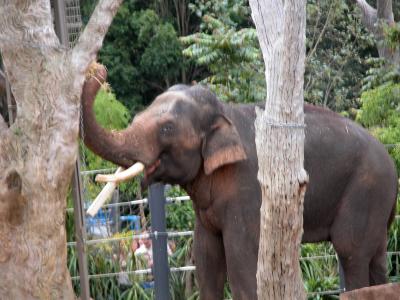 u13/picsels/medium/42503270.elephant2.jpg
