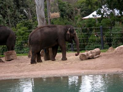 u13/picsels/medium/42503647.babyelephantmelbournezoo.jpg