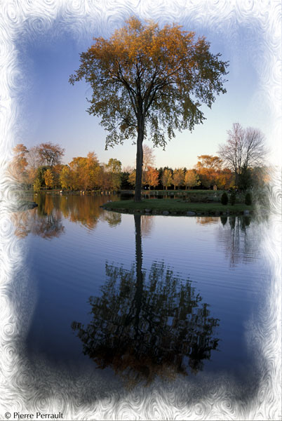 Arbre / Tree