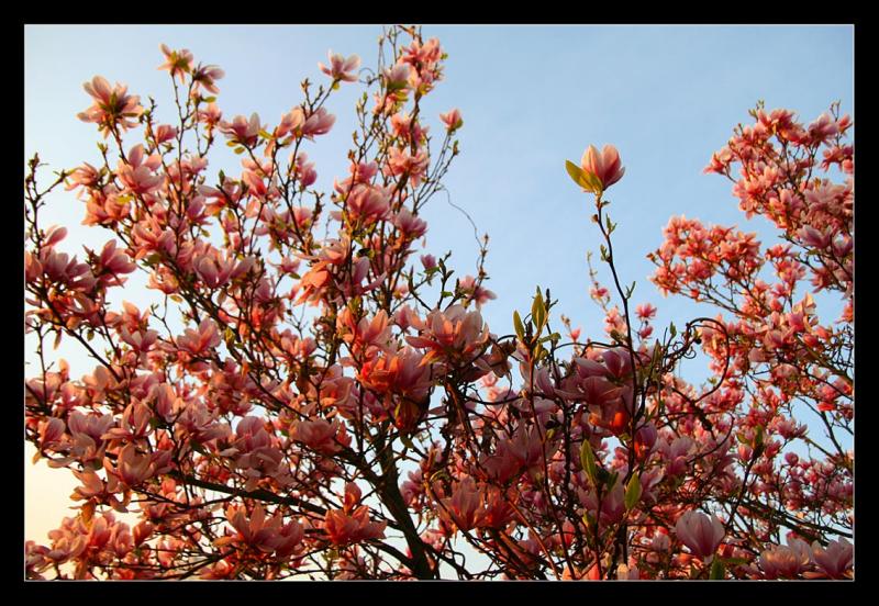 Mon magnolia au lever du soleil