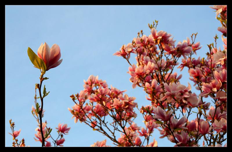 Mon magnolia au lever du soleil (2)