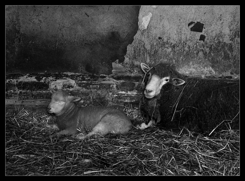 Brebis et agneau ( Ferme de Paris  Vincennes )