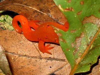 Finding Rosie the Salamander