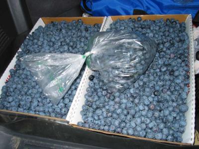 30 Pounds of Berries...