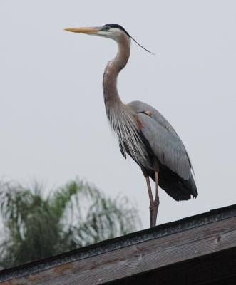 Florida