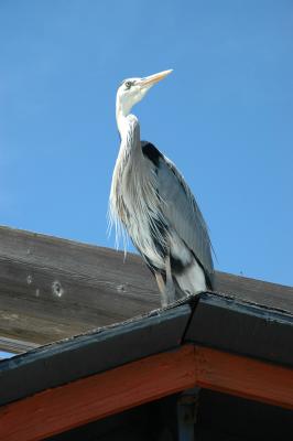 Florida