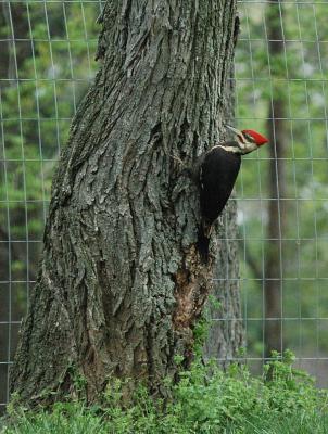 WoodPecker.jpg