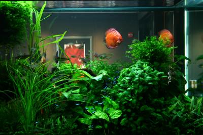 Jeff's Aquarium Tour