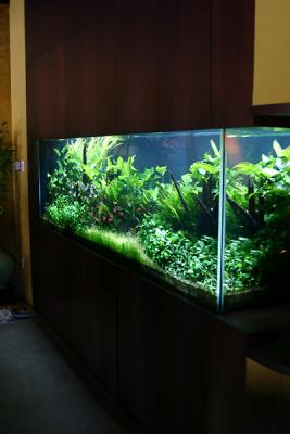 Jeff's Aquarium Tour