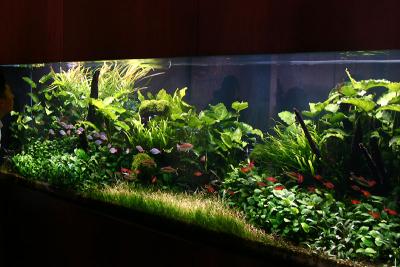 Jeff's Aquarium Tour