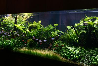 Jeff's Aquarium Tour