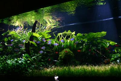 Jeff's Aquarium Tour