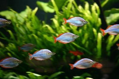 Jeff's Aquarium Tour
