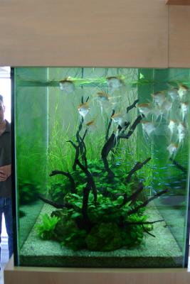 Jeff's Aquarium Tour