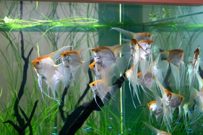 Jeff's Aquarium Tour