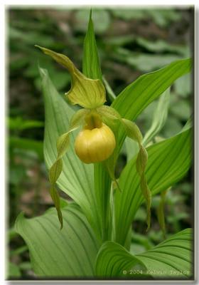 Cypripedium parviflorum var. pubescens