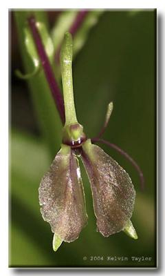 Liparis liliifolia