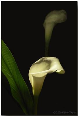 Calla Lily with reflection