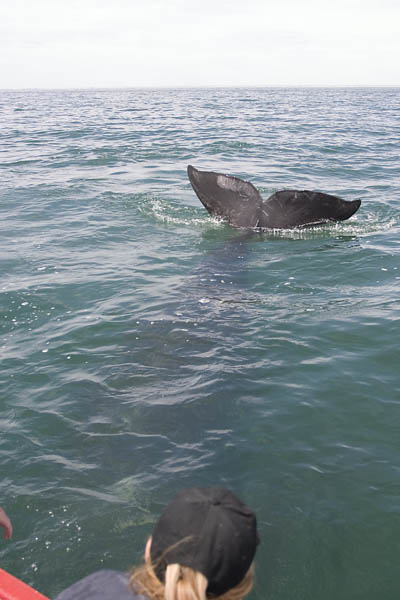 Gray Whale, Mexico, 2004
