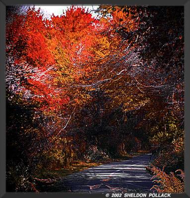 fall-path.jpg