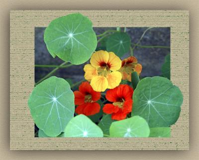 Nasturtiums